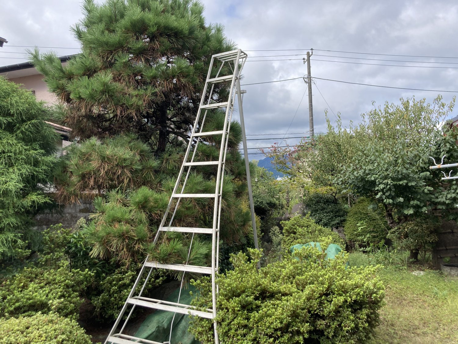 小田原市にてお庭のお手入れ